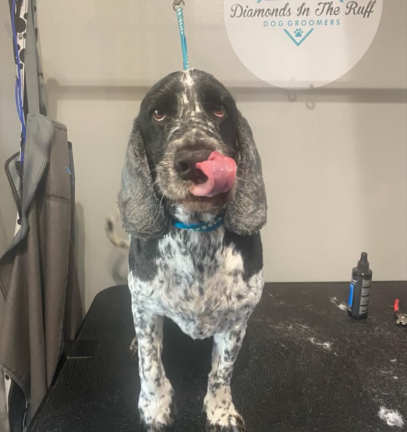 A blue roan cocker spaniel on the grooming table in the salon, just finished