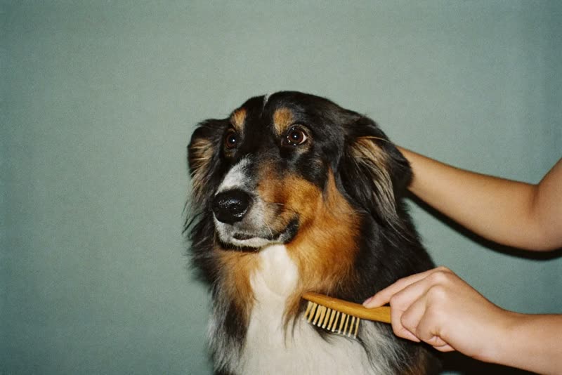 A long-haired dog being brushed out