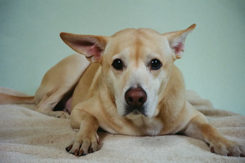 An older dog resting calmly on a towel