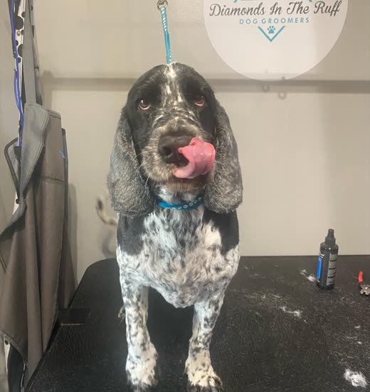 A freshly groomed blue roan cocker spaniel on the grooming table