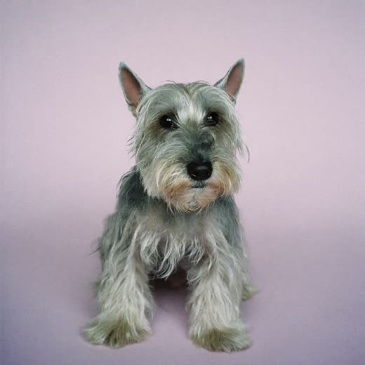 A terrier with a freshly hand-stripped coat