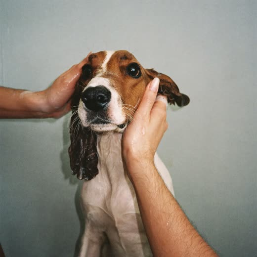 A dog being bathed, hands lathering its coat