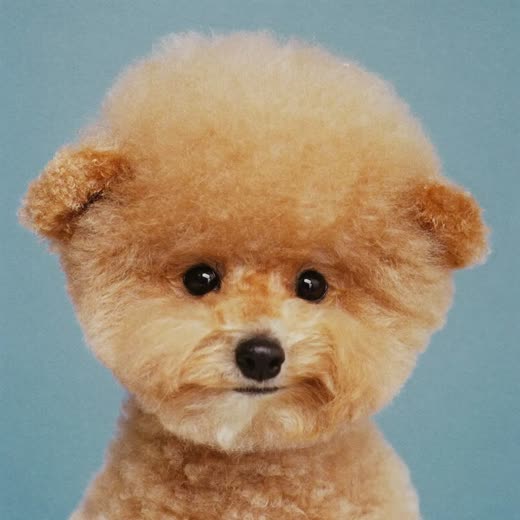 A small poodle-cross with a freshly scissored trim